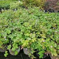 Geranium nodosum - image 2