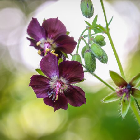 Geranium phaeum | Order online @ Tendercare