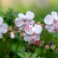 Geranium cantabrigiense 'Biokovo' | Order online @ Tendercare