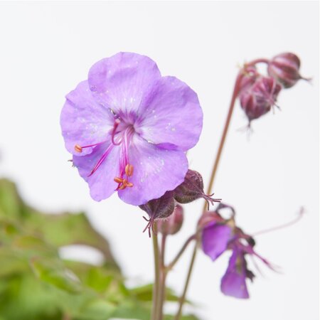 Geranium x cantabrigiense 'Cambridge' | Order online @ Tendercare
