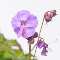 Geranium x cantabrigiense 'Cambridge' | Order online @ Tendercare
