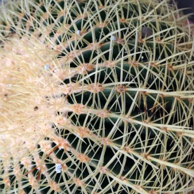 Exotic Plants