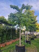 Ginkgo biloba