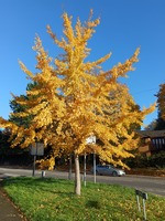 Ginkgo biloba - image 1
