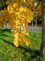 Ginkgo biloba - image 2