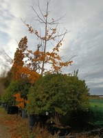 Ginkgo biloba - image 4