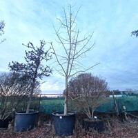 Ginkgo biloba  Order online @ Tendercare