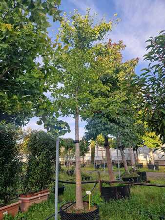 Ginkgo biloba  Order online @ Tendercare