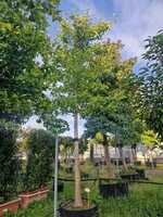 Ginkgo biloba  Order online @ Tendercare