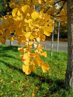 Ginkgo biloba - image 1