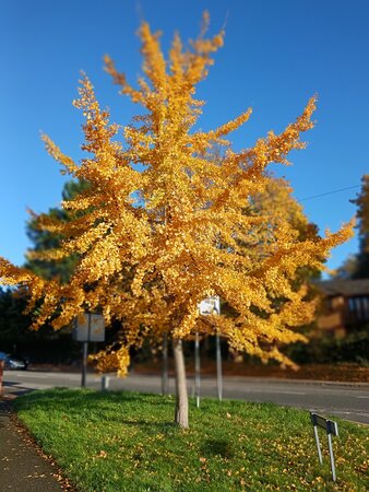 Ginkgo biloba - image 2