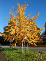 Ginkgo biloba - image 2