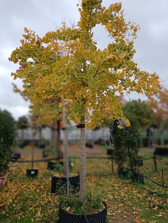 Ginkgo biloba