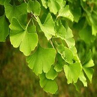 Ginkgo biloba