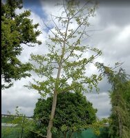 Ginkgo biloba  Order online @ Tendercare