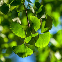 Ginkgo biloba