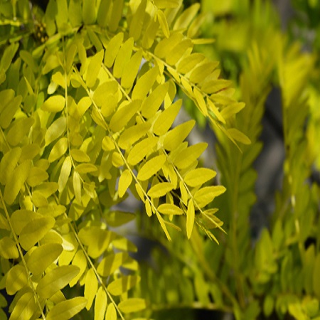 Gleditsia tri. Sunburst