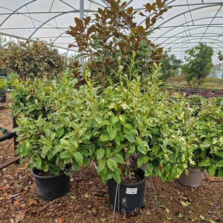 Griselinia lit. Bantry Bay