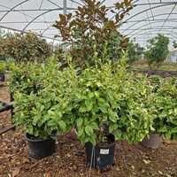 Griselinia lit. Bantry Bay