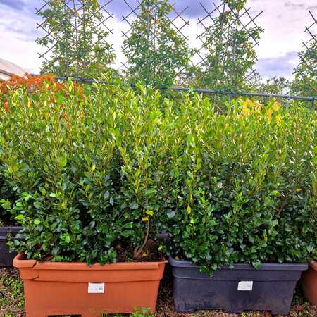 Griselinia lit. Green Horizon