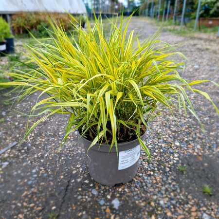 Hakonechloa mac. Aureola - image 1