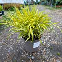 Hakonechloa mac. Aureola - image 1