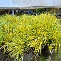 Hakonechloa mac. Aureola - image 2