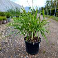 Hakonechloa macra