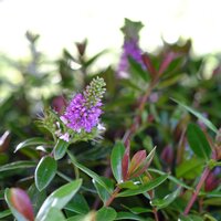 Hebe fra. Blue Gem - image 1