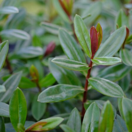 Hebe fra. Blue Gem - image 3