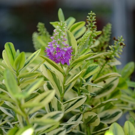 Hebe fra. Variegata - image 1