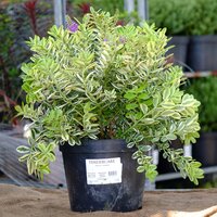Hebe fra. Variegata - image 2