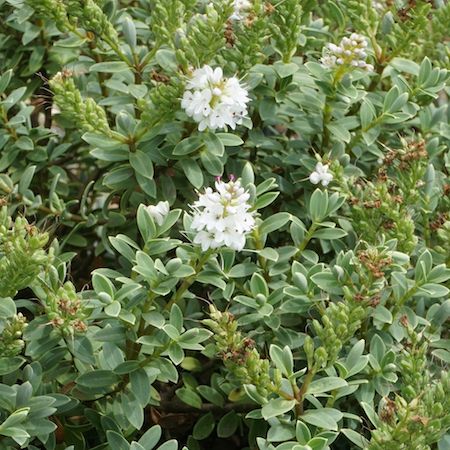 Hebe pinguifolia Sutherlandii - image 1