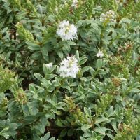 Hebe pinguifolia Sutherlandii - image 1