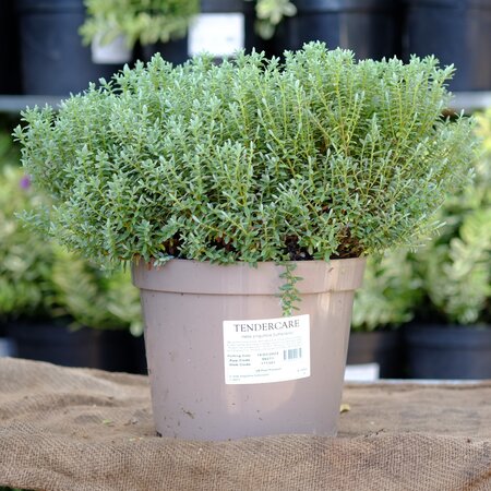 Hebe pinguifolia Sutherlandii - image 2