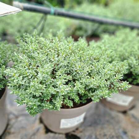 Hebe pinguifolia Sutherlandii