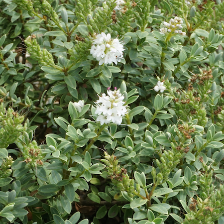 Hebe pinguifolia Sutherlandii - image 2