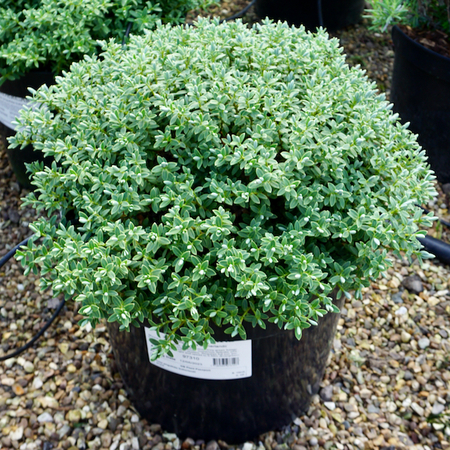 Hebe pinguifolia Sutherlandii
