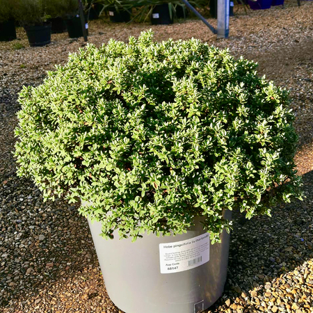 Hebe pinguifolia Sutherlandii - image 1