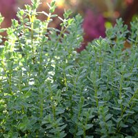 Hebe topiaria - image 1