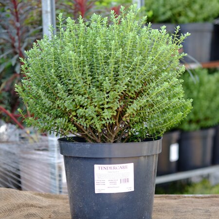 Hebe topiaria - image 2