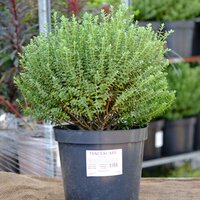 Hebe topiaria - image 2