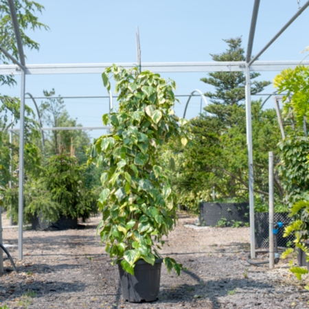 Hedera col. Dentata Variegata