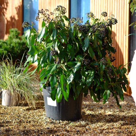 Hedera col. Fall Favourite - image 1