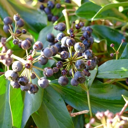 Hedera col. Fall Favourite - image 2