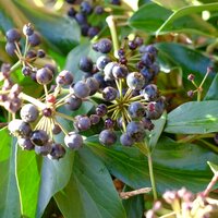 Hedera col. Fall Favourite - image 2