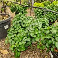 Hedera colchica Arborescens - image 2