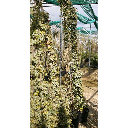 Hedera helix Goldchild