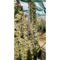 Hedera helix Goldchild