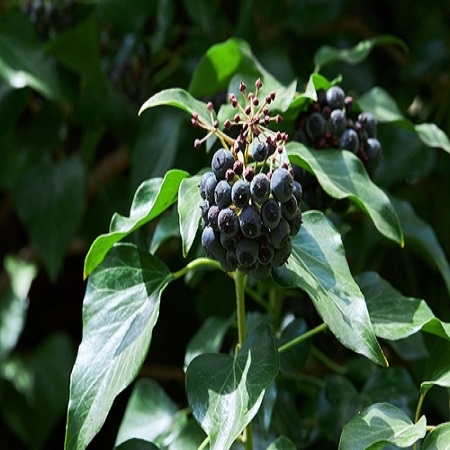 Hedera hibernica